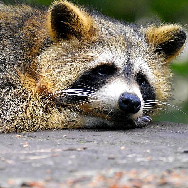 Concerns about Consumption of Animal Crackers