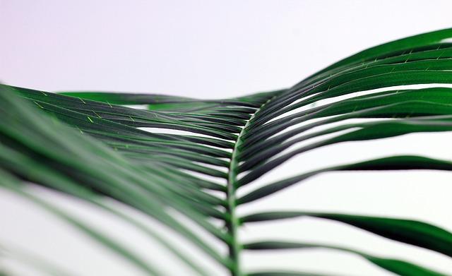 - Potential Health Risks of King Palms: What You Need to Know