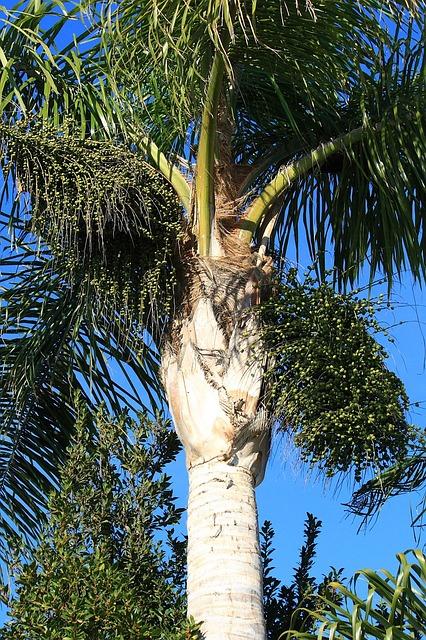 - The Benefits of King Palms as a Smoking Alternative