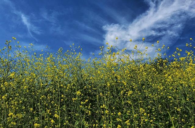 Enjoying Mustard in Moderation