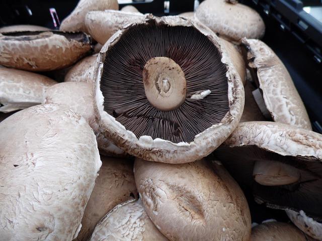 - The Connection Between Portabella Mushrooms and Gastrointestinal Issues