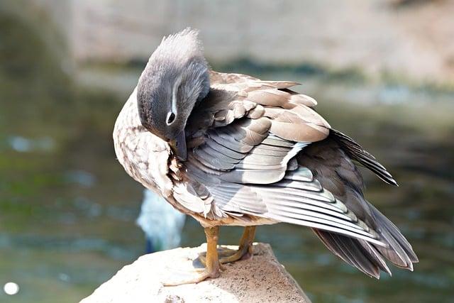 Potential Health Concerns Associated with Dr Teals