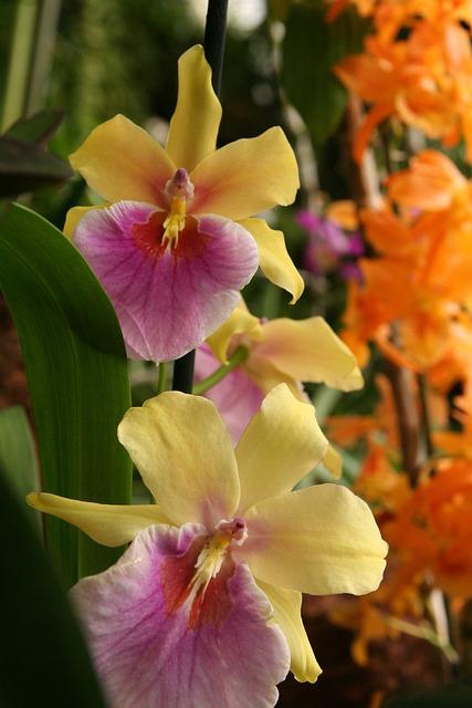 Benefits of Drinking Tropicana Juices