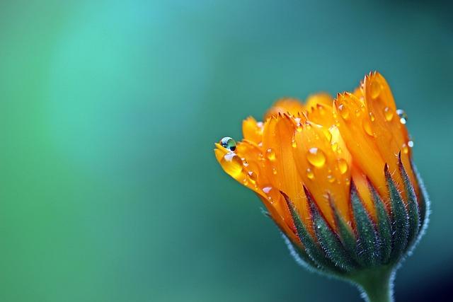 Tips for Maximizing the Health Benefits of Orange Water