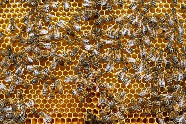 Exploring the Potential Health Risks of Consuming Honey Comb