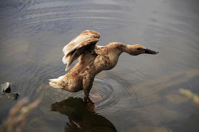 Wendy's Salads: The Fast Food Option That's Actually Healthy 6 How to Customize Your Wendy's Salad for Maximum Health Benefits