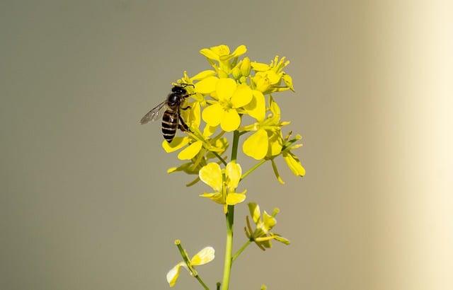 Is Honey Mustard a Healthy Condiment Option?