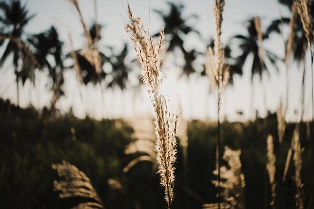 The Importance of Reading Nutrition Labels When Purchasing Cheetos Puffs