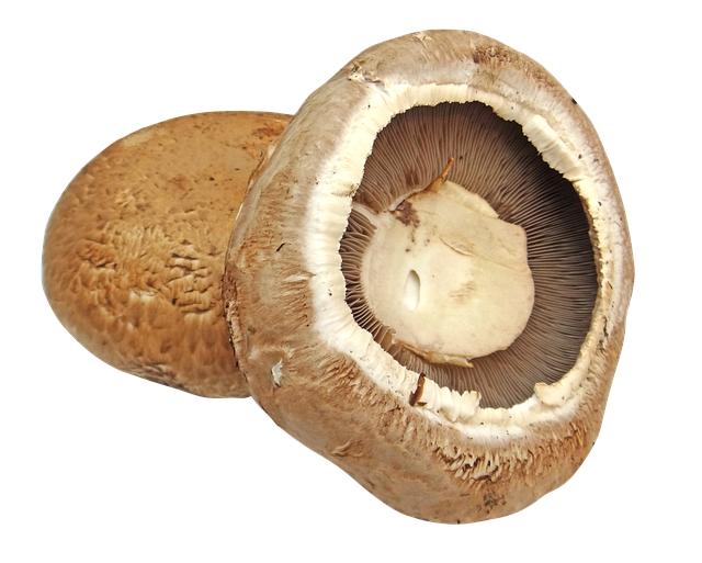 - Potential Health Risks Associated with Portabella Mushrooms