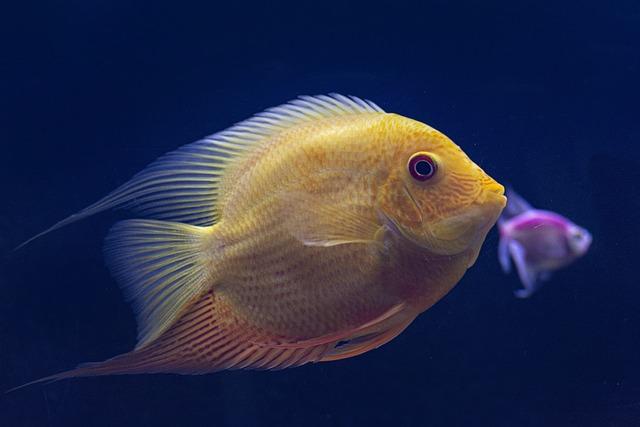 Is Red Fish a Nutritious Option for Your Diet?